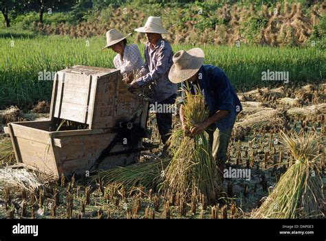 Chinese peasants in rice fields cultivating crops Stock Photo - Alamy