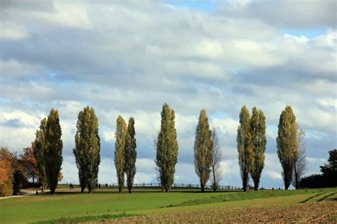 How to Grow Poplar Tree: A Guide to Propagation, Planting, and Care