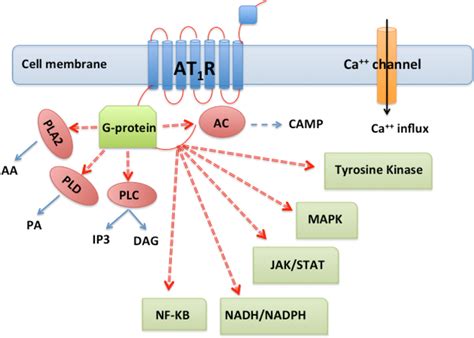 [PDF] Angiotensin II Type 1 Receptor (AT1R) Changes in Animal Model of Chronic Kidney Disease ...