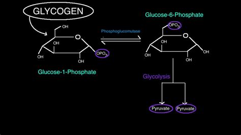 Phosphoglucomutase: Linking Glycogen to Glycolysis - YouTube