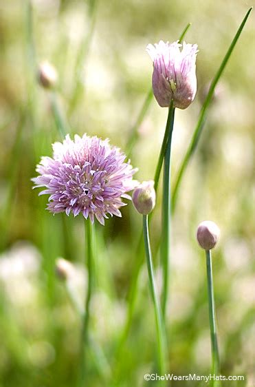 Tips for Growing Chives