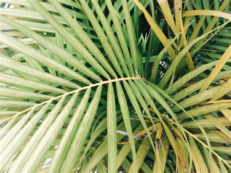 What Are Palm Fronds - A&P Nurseries