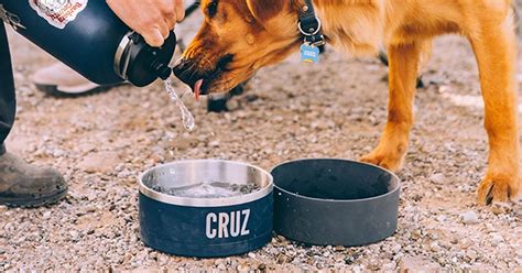 Personalized Pet Bowls – Custom Branding