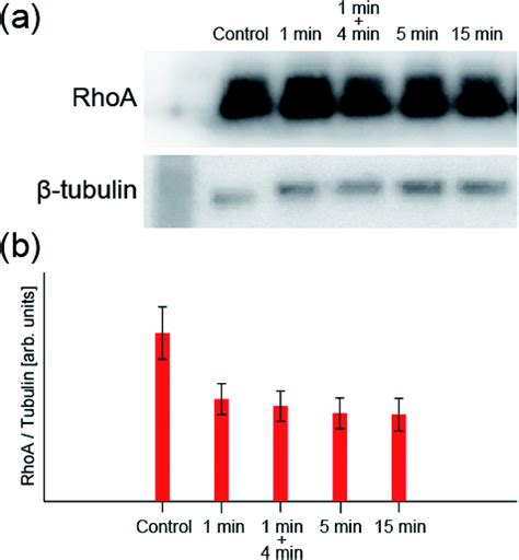 Direct analysis of the actin-filament formation effect in photodynamic ...