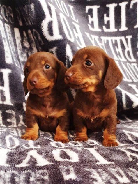 Chocolate and tan mini dachshund puppies | in Oldham, Manchester | Gumtree