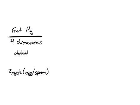 SOLVED: A fruit fly has four chromosomes. The zygote formed by the ...