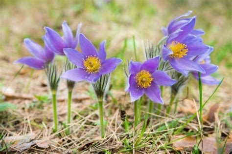 Growing Guide: Tips on Growing Pasque Flower (Pulsatilla Vulgaris) - Garden Lovers Club