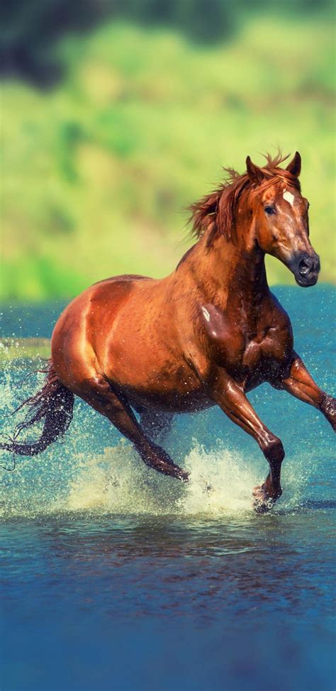 Running Horses Wallpaper