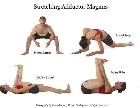 Great Muscles to Know: The Adductor Magnus | Adductor workout, Muscle stretches, Yoga anatomy