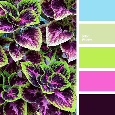 Contrasting Palettes | Color Palette Ideas