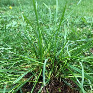 A Guide to the Top 10 Most Common Lawn Weeds | myhomeTURF