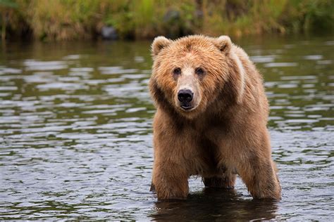 Grizzly Bear Recovery In The Lower 48: Is It Possible? - Emagazine.com