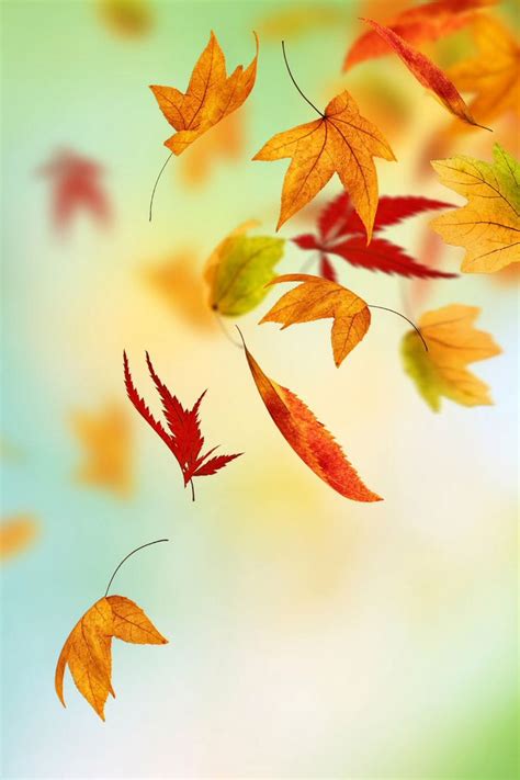Free download Fall leaves iphone background iPhone Wallpapers Pinterest [736x1104] for your ...