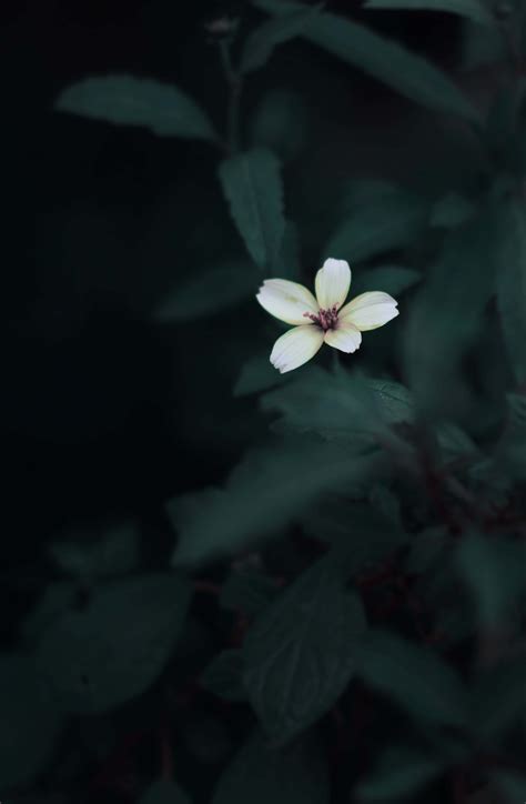 Download Dark Flower Aesthetic Wallpaper | Wallpapers.com