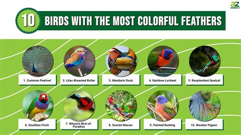 10 Birds with the Most Colorful Feathers - A-Z Animals