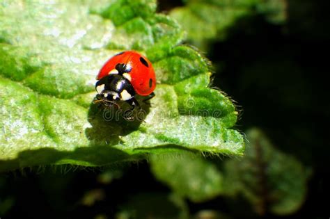 Little Red Ladybug on Fresh Green Leaf in Summertime Stock Photo - Image of creatures ...