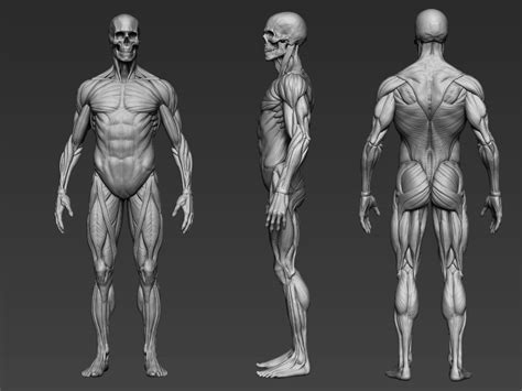 ArtStation - Anatomy study, Charles Peckstadt | Art reference, Anatomy reference, Anatomy art