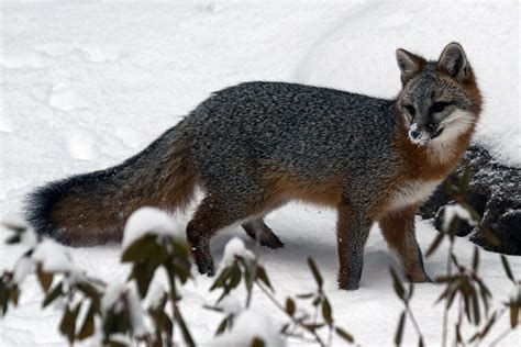 Gray Fox (Urocyon cinereoargenteus)