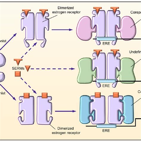 Molecular activity of selective estrogen receptor modulators (SERMs) at... | Download Scientific ...