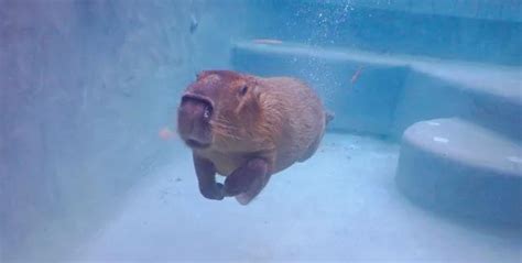 swimming capybara : r/capybara