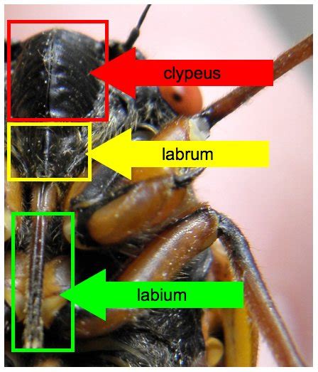 Cicada Alphabet: L - Cicada Mania