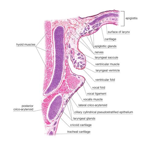 Laryngeal Ventricle Histology