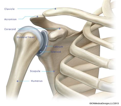 Shoulder Bones - Joint Preservation Center