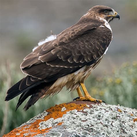 Bird watching in Africa - Augur Buzzard, Buteo augur