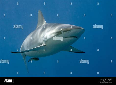 Grey reef shark teeth hi-res stock photography and images - Alamy