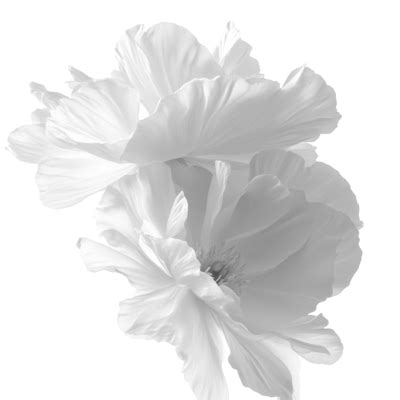 Black And White Flowers PNGs for Free Download