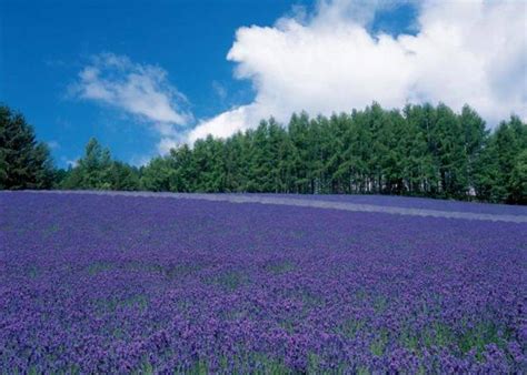 Hokkaido Lavender Fields: 6 Best Places in Furano to See Japan's ...