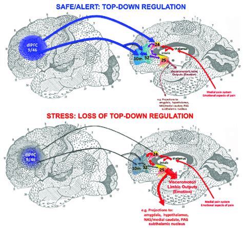 Prefrontal Cortex Diagram