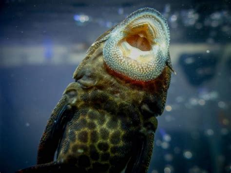 Plecostomus Catfish • Care Guide (Types, Tank Mates & Diet)