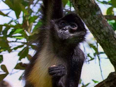 Brown Headed Spider Monkey Diet In The Wild - connews