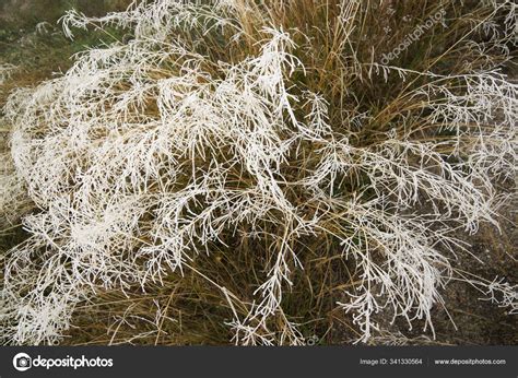 Frost on a plants — Stock Photo © pedro2009 #341330564