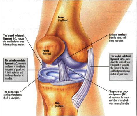 Stem Cells to Replace Surgery for ACL Tears: - SnowBrains