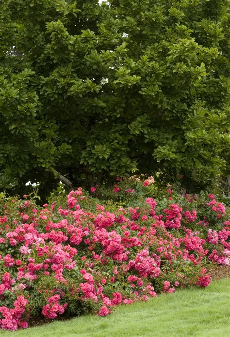 Ground Cover Roses Images - ground cover is best