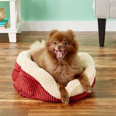 9 Best Heated Dog Beds for Winter | The Family Handyman