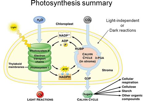 Https - //www - Studyblue - Com - Chemiosmotic Hypothesis In ...