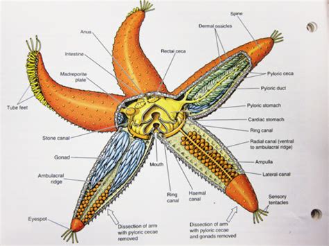 Lovely Starfish: Anatomy of A Starfish!