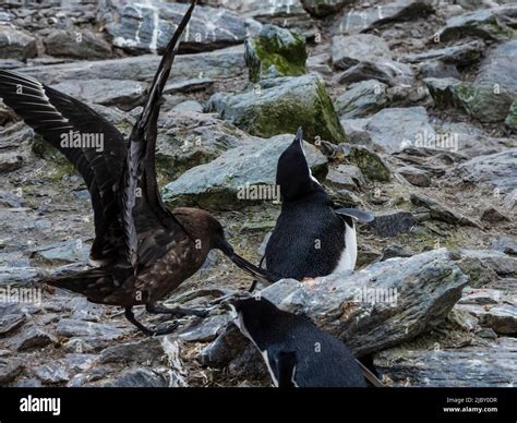 Chinstrap Penguins (Pygoscelis antarcticus) being harassed by South Polar Skua, Coronation ...