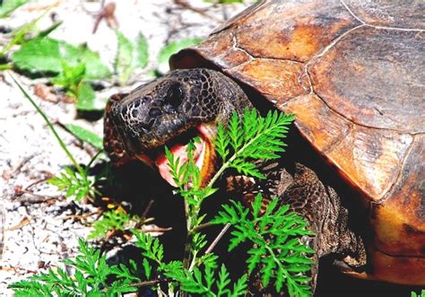 Gopher Tortoise Facts and Pictures