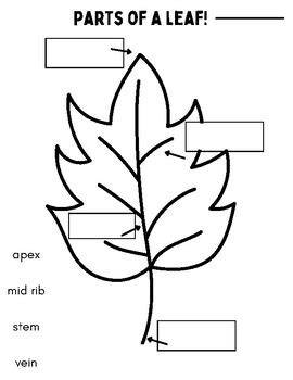 Labeling Parts of a Leaf by jasmine jeheber | TPT