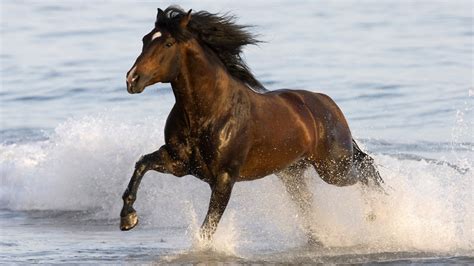 Hermosos Caballos Corriendo - Imágenes de Animales | Fotos e Imágenes en FOTOBLOG X