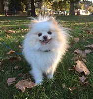 Pomeranian dog - Wikipedia