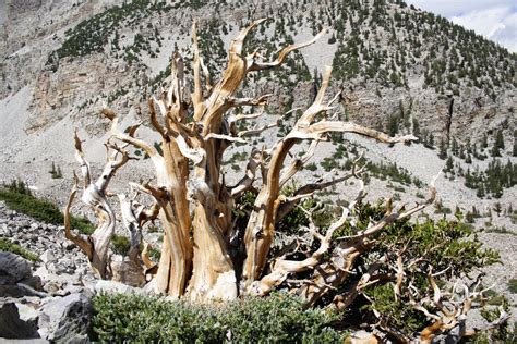 Matt's Photo Blog: Great Basin National Park - Bristlecone Pine Grove