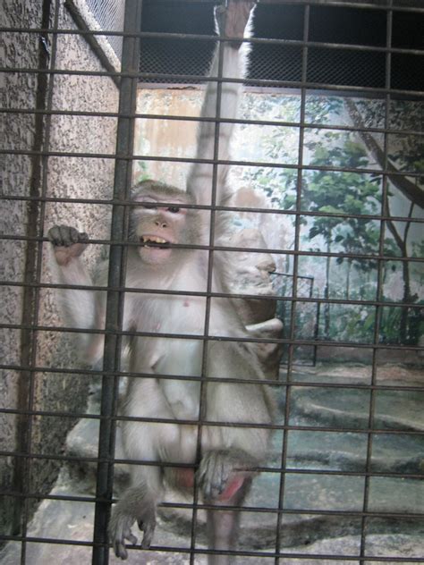 Appalling Animal Attractions, Part 5: Bangkok's Department Store Zoo ...