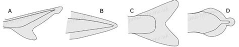 Fish Anatomy - fishhealth - Pond Life