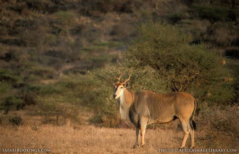 Samburu National Reserve – Travel Guide, Map & More!