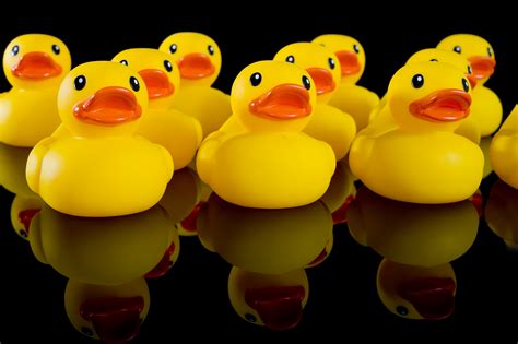 Yellow Rubber Ducks in Rows – A Wise Life